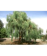 Shoestring Acacia Willow Tree Seeds (30 Seeds)  - £3.54 GBP