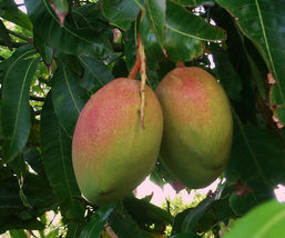Mango Keiit (MANGIFERA) Tree Size 12 to 24 Inches, Live Plants - £39.50 GBP