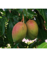 Mango Keiit (MANGIFERA) Tree Size 12 to 24 Inches, Live Plants - £39.09 GBP