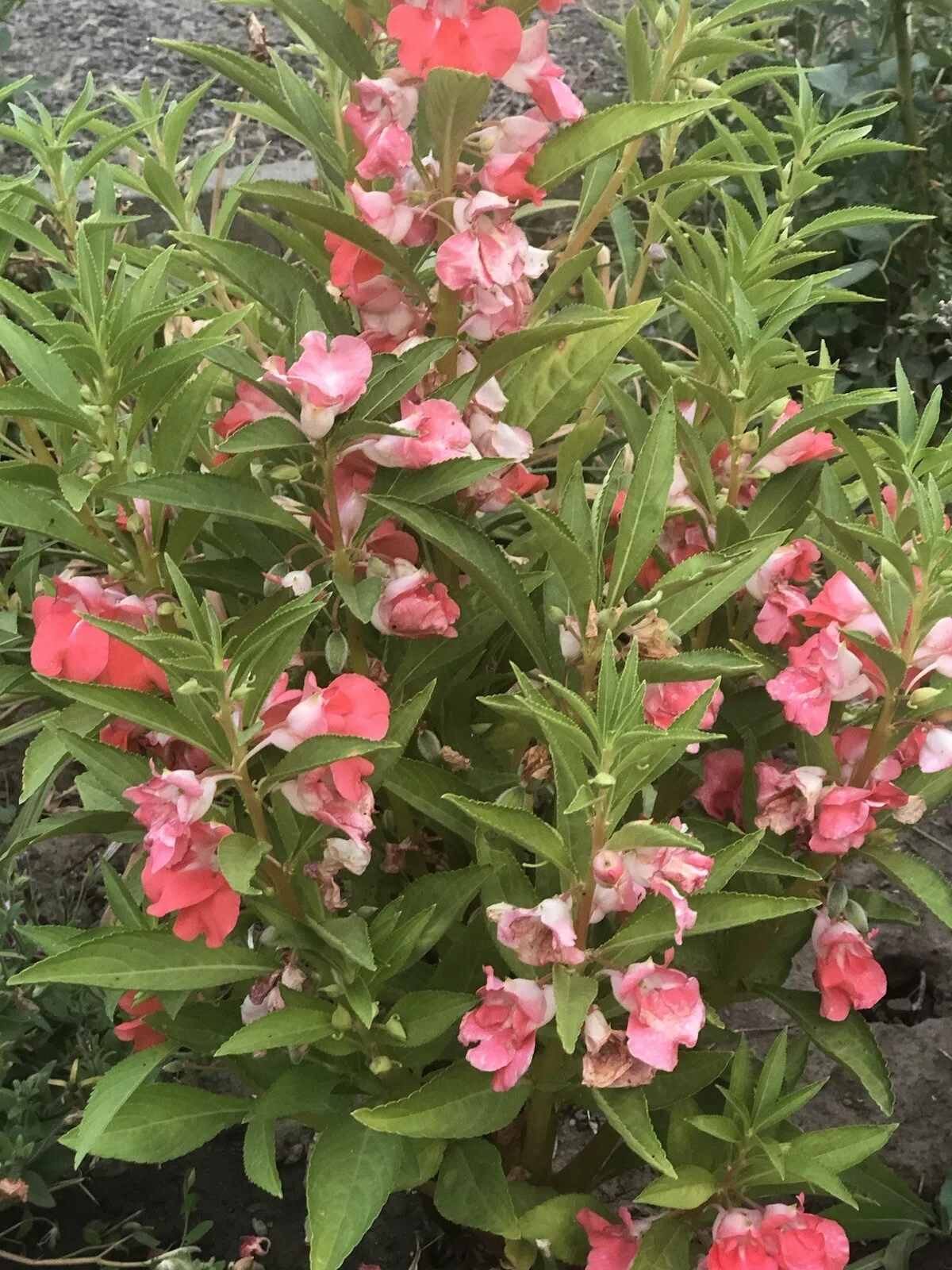 From Us 300+Seeds Balsam Camellia Flowered Mix Impatiens Double Blooms Part Shade - £3.16 GBP