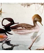 Hooded Merganser Waterfowl 1936 Bird Art Lithograph Color Plate Print DW... - €21,44 EUR