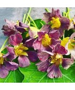 50+ Purple Emperor Nasturtium Seeds for Garden Planting - €5,64 EUR