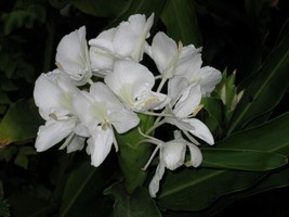 Hedychium Coronarium Butterfly Ginger Very Fragrant Blooms 1 Rhizome Grown In Us - £29.36 GBP