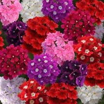 Verbena Mix 200 Seeds Free Shipping - $75.58 MXN