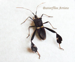 True Leaf Footed Bug Leptoglossus Zonatus Real Beetle Framed Entomology ... - €39,36 EUR