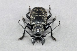 Acanthophorus Maculatus Handmade Beetle Statuette Fine Insect Figurine Bugs - $68.31