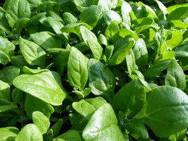 New Zealand Spinach Seeds, Bulk, NON-GMO, Heirloom, Variety Sizes, Free Shipping - £28.52 GBP
