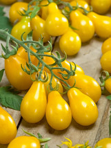 30 Yellow Pear Tomato Seeds Fresh Gardening - $13.26 CAD