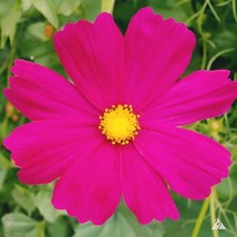 Cosmos Dazzler 150 Seeds Pollinator Friendly Cosmos Bipinnatus SensationFrom US  - $8.35