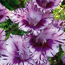 100 Rare Striped Gladiolus Flower Seeds Beautiful Garden Plants - $30.00