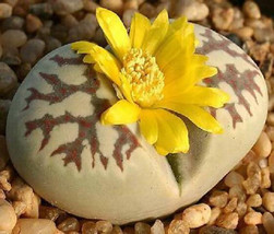 HOT Lithops dorotheae living stone succulent seed 100 SEEDS - $27.00