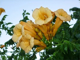 FREE SHIPPING 80+ seeds Yellow Trumpet Creeper {Campsis radicans var. flava} - £7.80 GBP