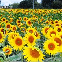  Heirloom &#39;smiling face&#39; Sunflowers with orange eye 15 E3683 Seeds - £4.72 GBP