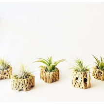 Mini All Natural Air Plant Nesting Wooden Plant Holder Pot Ideal For Des... - $24.95