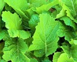 Florida Broadleaf Mustard Seeds 300 Seeds Non-Gmo  Fast Shipping - $7.99