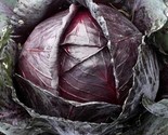 Red Acre Cabbage Seeds 500 Seeds  Non-Gmo Fast Shipping - $7.99