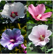 Goodidea 100 pcs Hibiscus syriacus, Althaea, Rose Mallow Ketmie, Hardy Shrub - £4.88 GBP