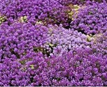 1000 Seeds Royal Carpet Sweet Alyssum Flower Seeds Drought Heat Groundco... - £7.22 GBP