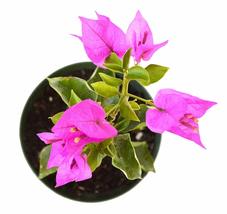 4&quot;Pot Bougainvillea Royal Purple Plant Indoors Outdoor Bonsai Home &amp; Garden Yard - £43.83 GBP