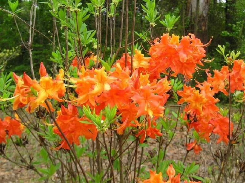 Frontier Gold Aromi Azalea Rhododendron Deciduous Baby Dormant - £24.73 GBP