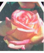 GRACE KELLY Everblooming Grandiflora Rose 1 Gal Bush Plants Plant Roses - £88.14 GBP