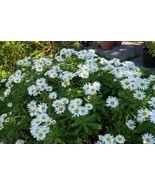 30 Nipponanthemum nipponicum Daisy masses of blooms Flower Seeds - €11,19 EUR