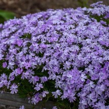 100+ Blue Emerald Creeping Phlox Seeds - £7.02 GBP