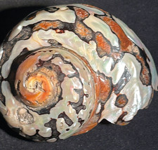 Vintage Carved Sea Shell natural Mother of Pearl Marked Souvenir of Portland, Or - £10.22 GBP