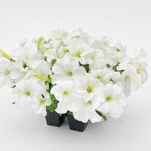 Petunia Seeds Petunia Success 360 White 250 Pelleted Seeds Fresh Gardening Usa S - $34.75