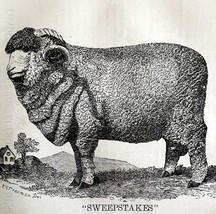 Sweepstakes Spanish Merino Ram 1863 Victorian Agriculture Animals Art DWZ4A - $950.15 MXN