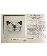 Orange Tip Butterfly 1934 Butterflies Of America Antique Insect Art PCBG14A - $183.67 MXN