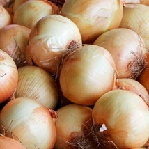 Heirloom Sweet Yellow Spanish Onion Seeds 50 Garden USA SELLER - $10.58