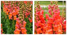 3,000 Seeds Tall Orange Snapdragon Seeds Home and Gardening - £25.05 GBP