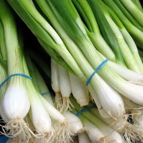Top Seller 500 Southport White Globe Bunching Onion Allium Cepa Vegetabl... - £11.69 GBP