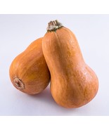 25+ Sweet Honeynut Squash Seeds for Garden Planting - €4,32 EUR