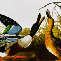 1979 Shoveler Duck Color Plate Print Audubon Birds Of America Vintage Ar... - $29.99