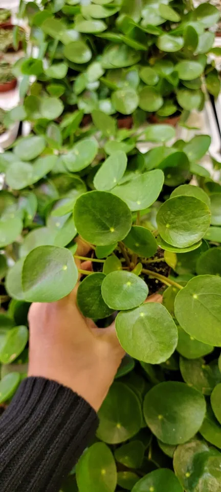 Pilea Peperomioides,Chinese Money Plant,UFO Plant,Lefsi Plant live in 3&quot;... - $30.00