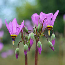MIDLAND SHOOTING STAR SEEDS Dodecatheon meadia 150 Seeds for Planting - $17.00