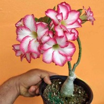 Grafted Desert Rose Double Nouble Adenium Obesum Live Tree Flower 10 Inc... - $88.91