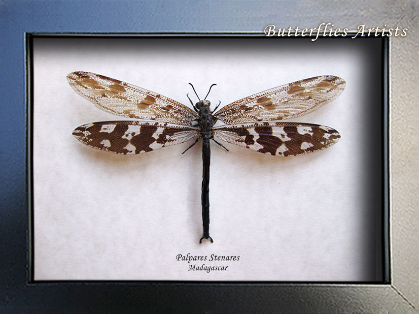 Real Giant Antlion Palpares Stenares Framed Entomology Collectible Shado... - $62.99