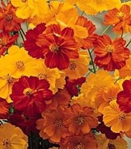 35 Cosmos Bright Lights Flower Seeds Mix / Lasting Annual/ Drought Tolerant Fres - £11.75 GBP