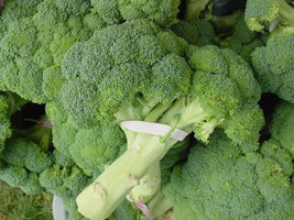 Calabrese Broccoli Italian Green Sprouting Vegetable Brassica *sh 1000 S... - £4.70 GBP