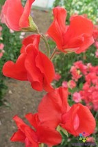 50 Solstice Scarlet Sweet Pea Seeds Garden Free Ship - £10.41 GBP