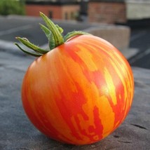 Red Zebra Tomato Seeds Vegetable Seeds Seed Packets Gardening USA SELLER - £9.30 GBP