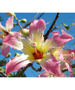 HOT Chorisia speciosa @@ exotic flowering tree silk floss bottle baobab seed 5 s - £10.94 GBP