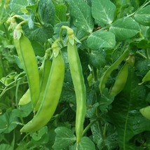 Blizzard Snow Peas Garden Seeds Gardening Fast Ship Fresh Seeds USA SELLER - $14.38