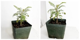 4&quot; Pot Jacaranda Mimosifolia Bonsai Starter Tree Brazilian Blue Purple F... - $997.98 MXN