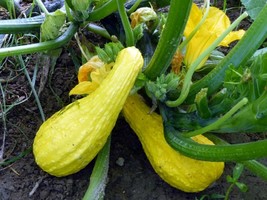 LKS Yellow Crookneck Squash Seeds 1 Oz Non-Gmo Heirloom Home Garden - $164.45 MXN
