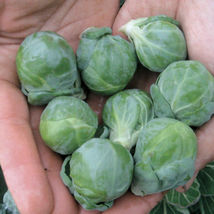 25 Seeds Brussel Sprouts Fresh Vegetables Garden - $9.63