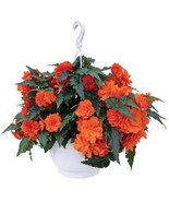 BRN Mpb6 Begonia Seeds Nonstop Joy Orange Semi Trailing 15 Pelleted Seed... - $20.63 CAD